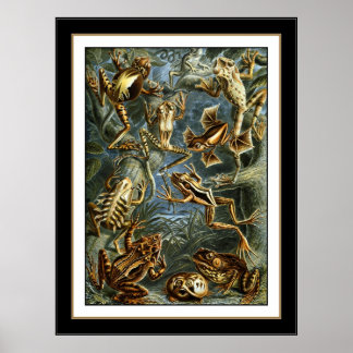 Póster Artista de cosecha poster Ernst Haeckel Batrachia