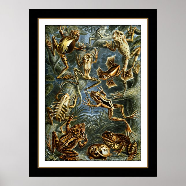 Póster Artista de cosecha poster Ernst Haeckel Batrachia (Frente)