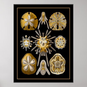 Póster Artista de cosecha poster Ernst Haeckel Echinoidea