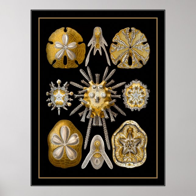 Póster Artista de cosecha poster Ernst Haeckel Echinoidea (Frente)
