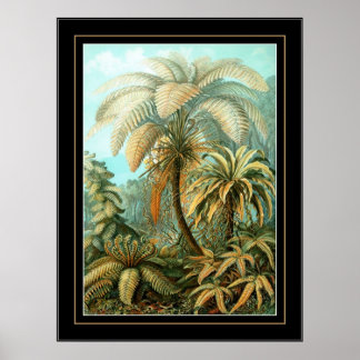Póster Artista de cosecha poster Ernst Haeckel Filicinae