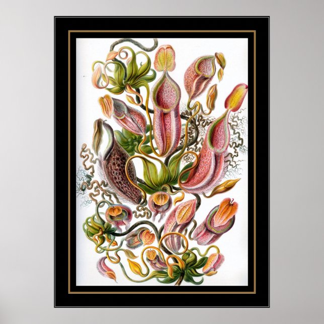 Póster Artista de cosecha poster Ernst Haeckel Nepenthace (Frente)