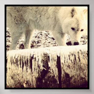 Póster Arturo el lobo