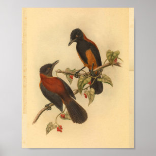 Póster Aru Island Wood Shrike Rojo Black Bird Print