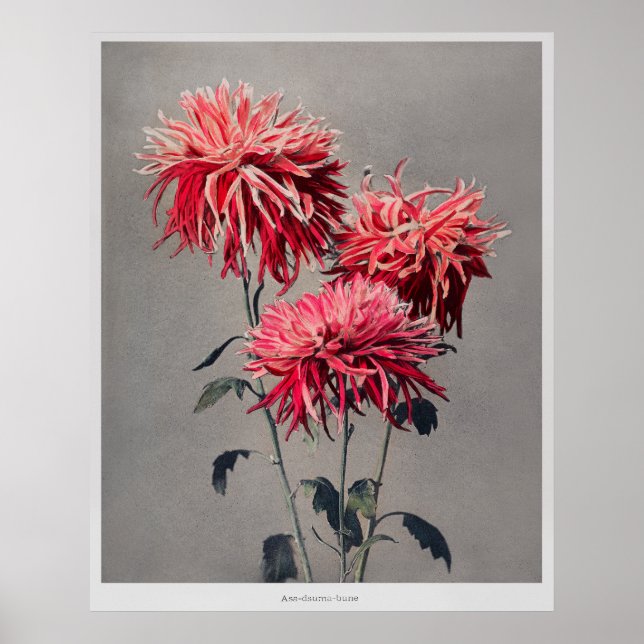 Póster Asa-dsuma-bune de Kazumasa Ogawa (1896) (Frente)