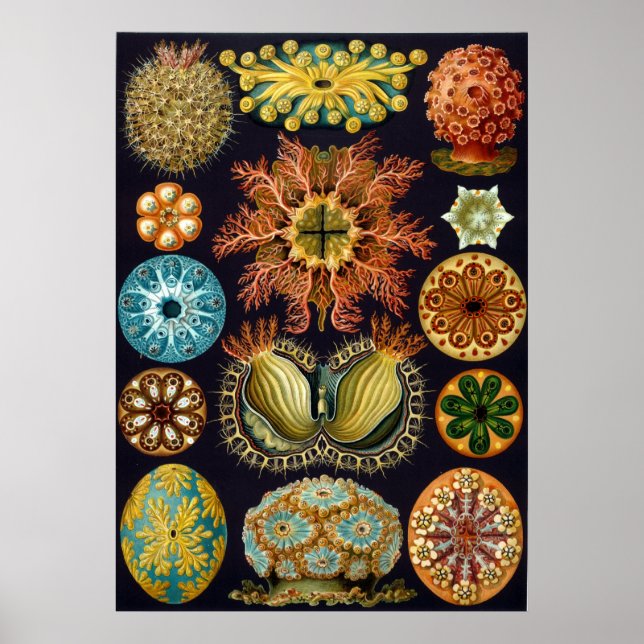 Póster Ascidiacea (Frente)