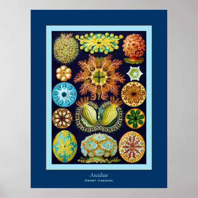 Póster Ascidiae ~ Ernst Haeckel (Frente)