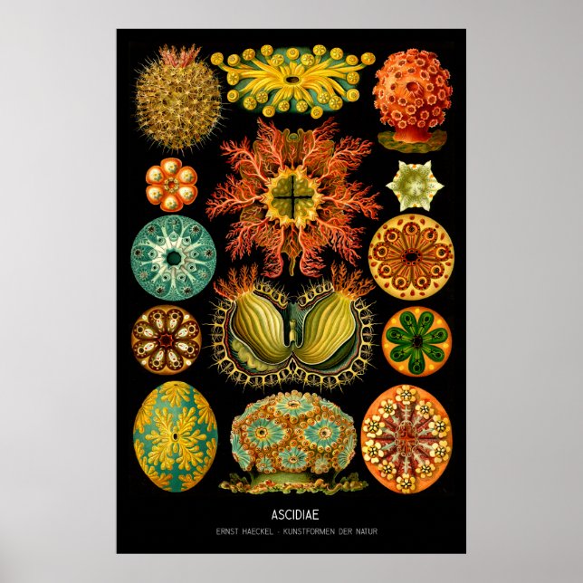 Póster Ascidiae – Plate 85 - Kunstformen der Natur (Frente)