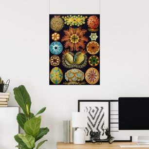 Póster Ascidiae por Ernst Haeckel, Animales Marinos Antig