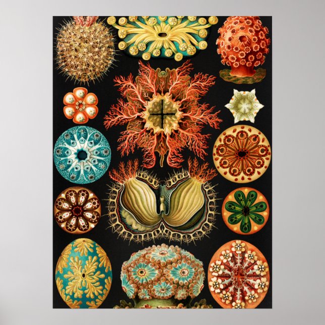 Póster Ascidiae, Seescheiden Marine Life by Ernst Haeckel (Frente)