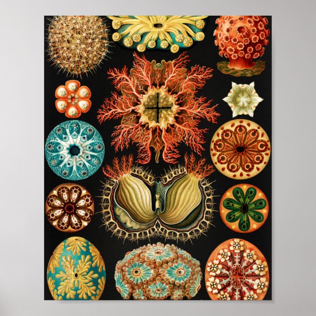Póster Ascidiae, Seescheiden Marine Life, por Ernst Haeck (Frente)