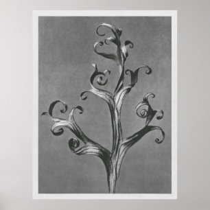 Póster Asclepias Syriaca (hierba de leche común) ampliada