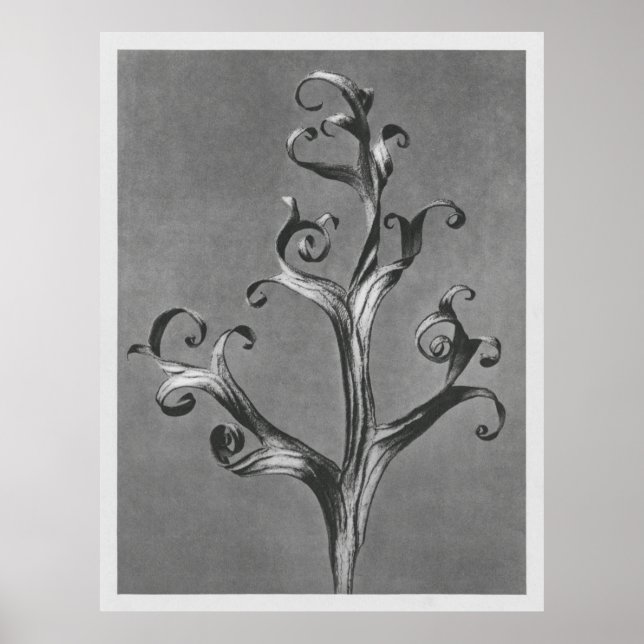 Póster Asclepias Syriaca (hierba de leche común) ampliada (Frente)