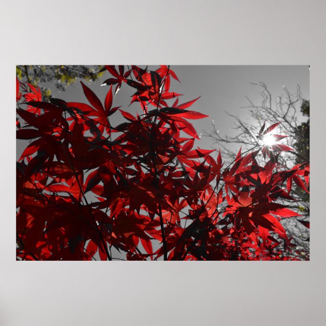Póster Ascuas de Otoño (Frente)