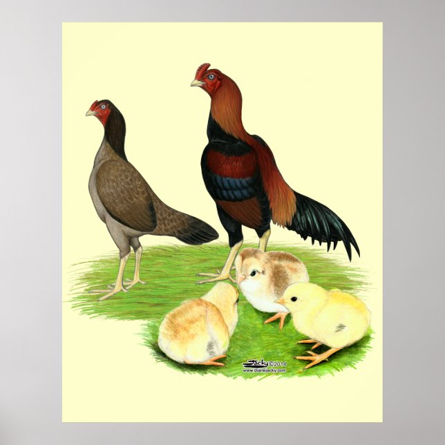 Póster Aseel Wheaten Chicken Family (Frente)