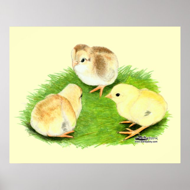 Póster Aseel Wheaten Chicks (Frente)