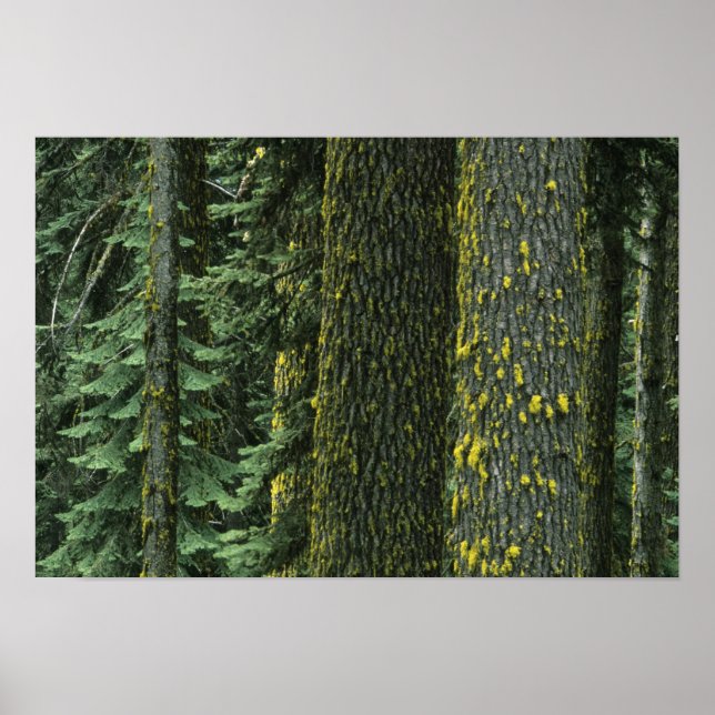 Póster Ashland, Bosque Nacional Rogue RIver, (Frente)