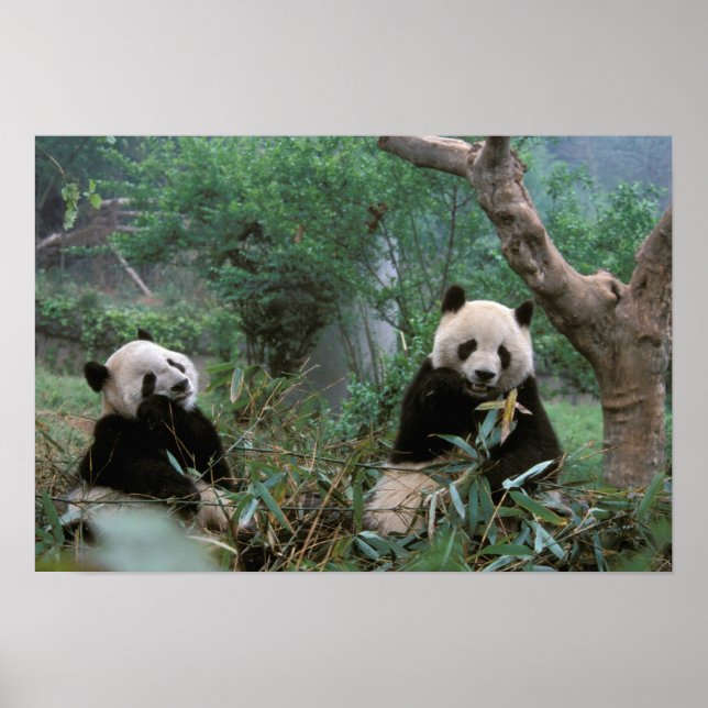 Póster Asia, China, Chengdu. Santuario Gigante Panda - 2 (Frente)