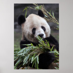 Póster Asia, China Chongqing. Panda gigante