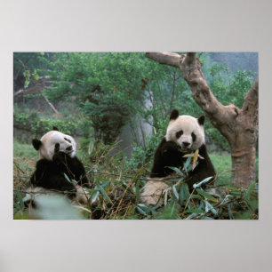 Póster Asia, China, Santuario de pandas gigantes de Cheng