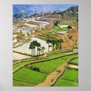 Póster Asia, China, Yunnan, Honduras. Terrazas de arroz c