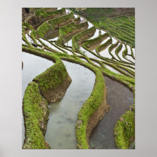 Póster Asia, China, Yunnan, Yuanyang. Arroz inundado