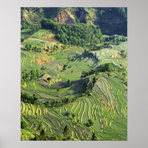 Póster Asia, China, Yunnan, Yuanyang. Patrón de verde