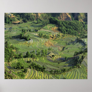 Póster Asia, China, Yunnan, Yuanyang. Pattern of green 2