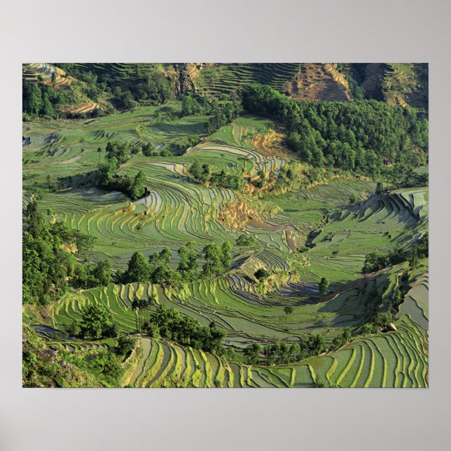 Póster Asia, China, Yunnan, Yuanyang. Pattern of green 2 (Frente)