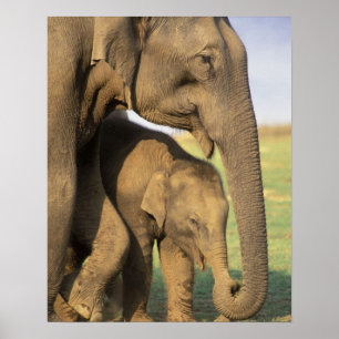 Póster Asia, India, Parque Nacional Nargahole. Indio