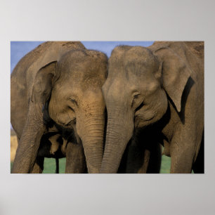 Póster Asia, India, Parque Nacional Nargahole. Indio 2