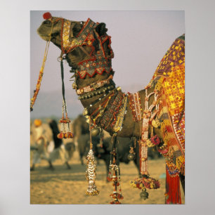 Póster Asia, India, Pushkar. Camello Shamu, Pushkar