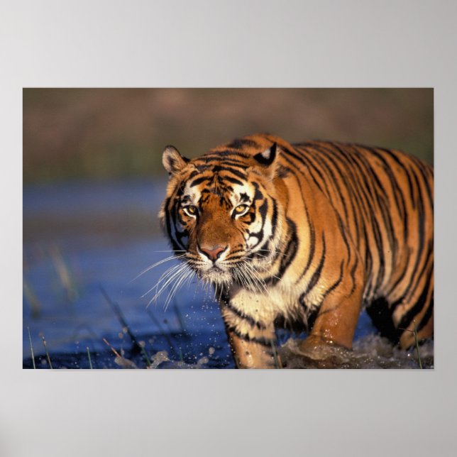 Póster ASIA, India, Tigre de Bengala Panthera tigris) (Frente)