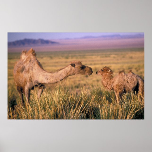 Póster Asia, Mongolia, desierto de Gobi, Gran Gobi (Frente)