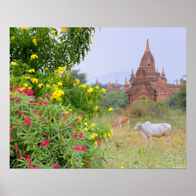 Póster Asia, Myanmar (Birmania), Bagan (Pagan). Vacas (Frente)