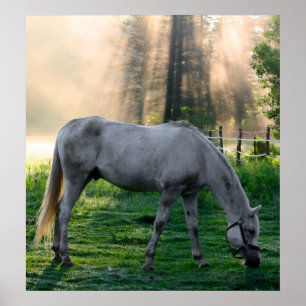 Póster Asombrosa moda