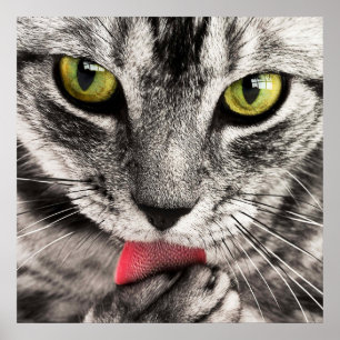 Póster Asombroso gato felino lamiendo garra