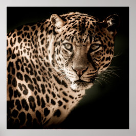 Póster Asombroso leopardo sobre fondo negro