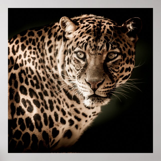 Póster Asombroso leopardo sobre fondo negro (Frente)