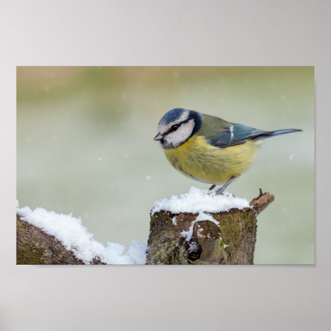 Póster Asombroso pájaro salvaje de teta azul en la nieve (Frente)