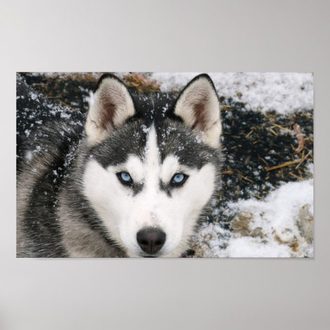 Póster Asombroso Poster Husky (Frente)