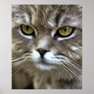 Póster Asombroso retrato artístico de Mascota de gatos gr
