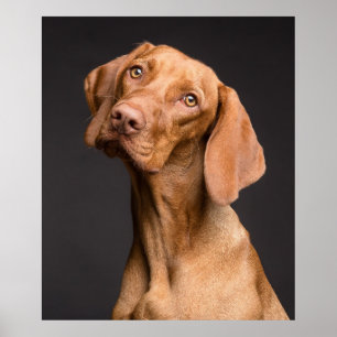 Póster Asombroso retrato de perro con fondo negro
