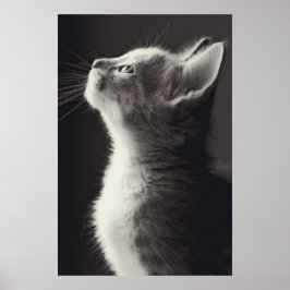 Póster Asombroso retrato de visión lateral de gatitos jóv