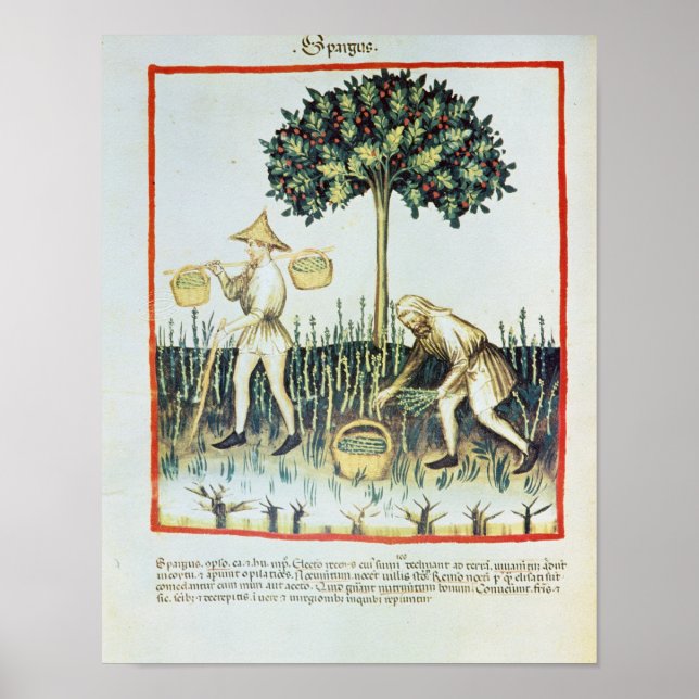 Póster Asparagus Pickers, siglo XIII (Frente)