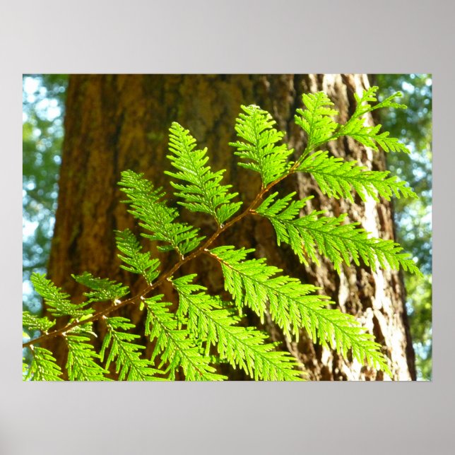 Póster Aspectos destacados de un árbol genealógico botáni (Frente)