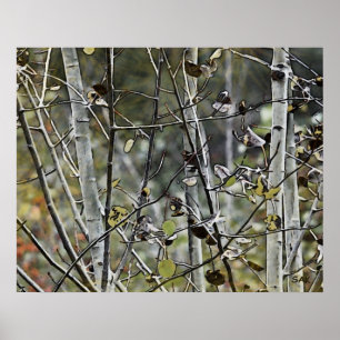 Póster Aspen Forest