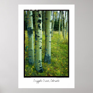 Póster Aspen Grove, Cripple Creek, Poster de Colorado