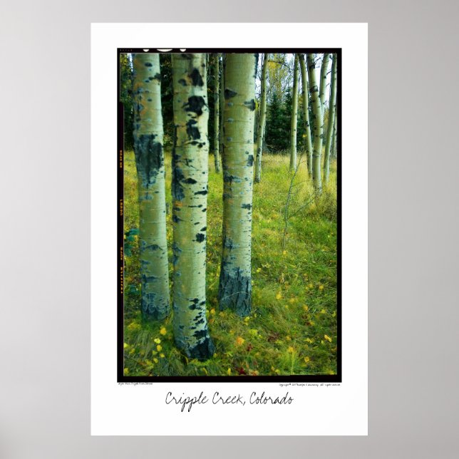 Póster Aspen Grove, Cripple Creek, Poster de Colorado (Frente)