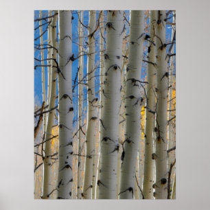 Póster Aspen Groves Montañas Rocosas de Colorado